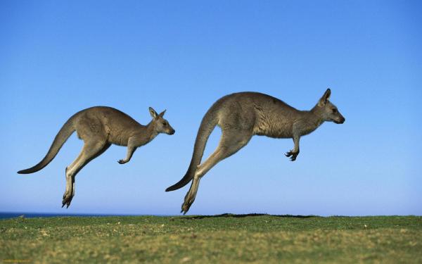Kangaroos-jump